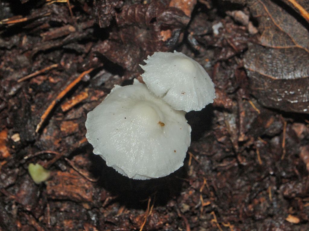 Due funghetti bianchi (Cfr. Leucoagaricus serenus)